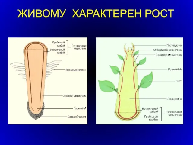 ЖИВОМУ ХАРАКТЕРЕН РОСТ