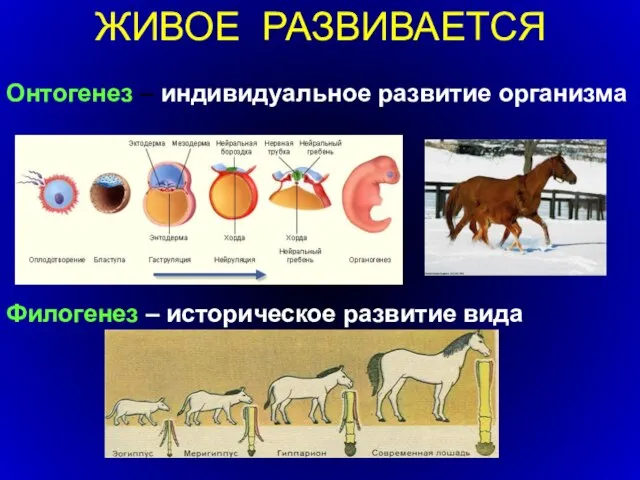 ЖИВОЕ РАЗВИВАЕТСЯ Онтогенез – индивидуальное развитие организма Филогенез – историческое развитие вида