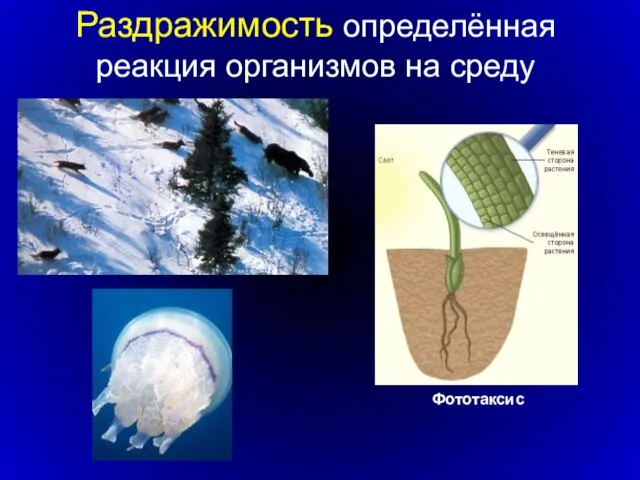 Раздражимость определённая реакция организмов на среду Фототаксис