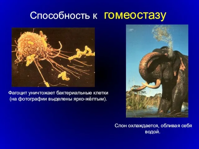 Способность к гомеостазу Фагоцит уничтожает бактериальные клетки (на фотографии выделены ярко-жёлтым). Слон охлаждается, обливая себя водой.