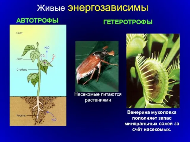 Венерина мухоловка пополняет запас минеральных солей за счёт насекомых. АВТОТРОФЫ ГЕТЕРОТРОФЫ Насекомые питаются растениями Живые энергозависимы