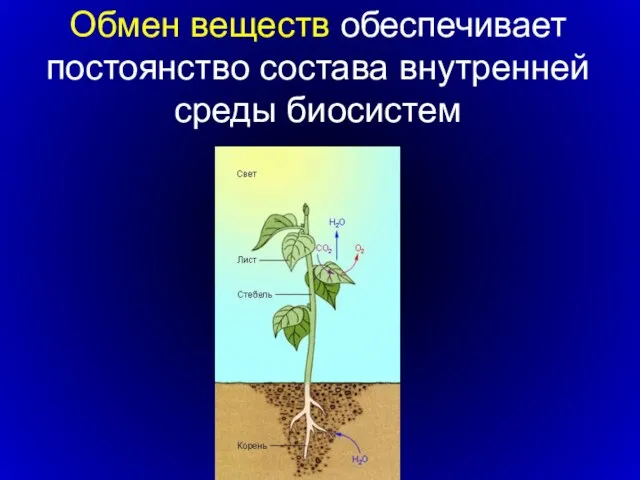 Обмен веществ обеспечивает постоянство состава внутренней среды биосистем