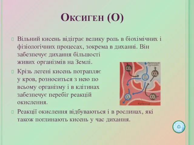 Оксиген (О) Вільний кисень відіграє велику роль в біохімічних і фізіологічних