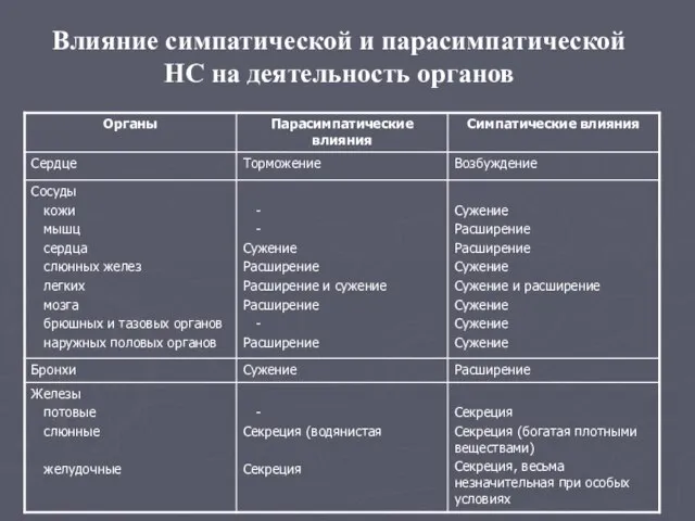 Влияние симпатической и парасимпатической НС на деятельность органов