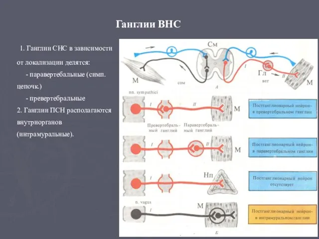 Ганглии ВНС 1. Ганглии СНС в зависимости от локализации делятся: -