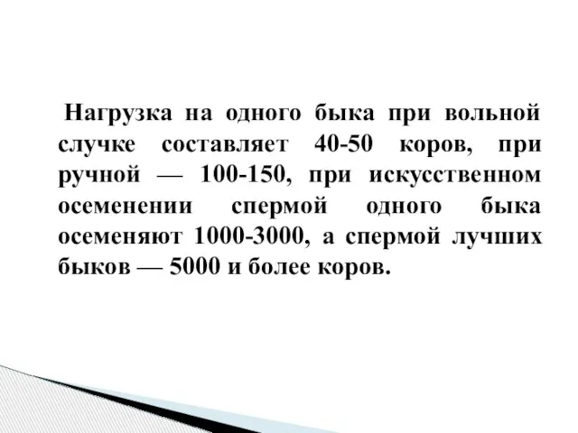 Нагрузка на одного быка при вольной случке составляет 40-50 коров, при