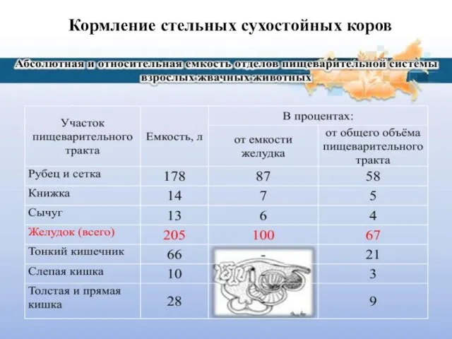 Кормление стельных сухостойных коров