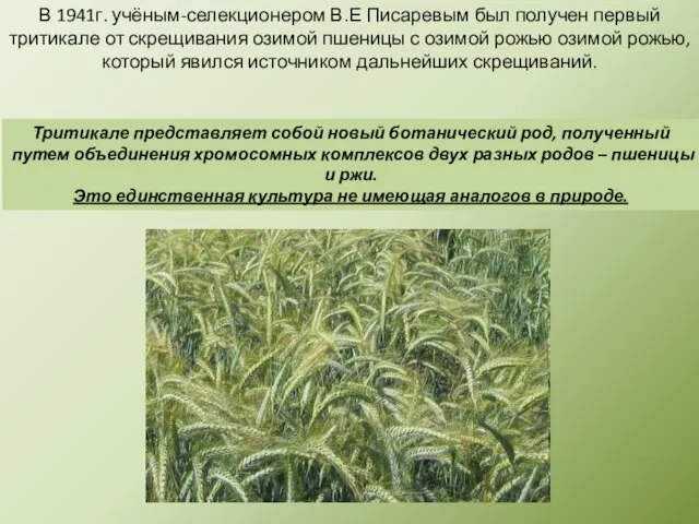 В 1941г. учёным-селекционером В.Е Писаревым был получен первый тритикале от скрещивания