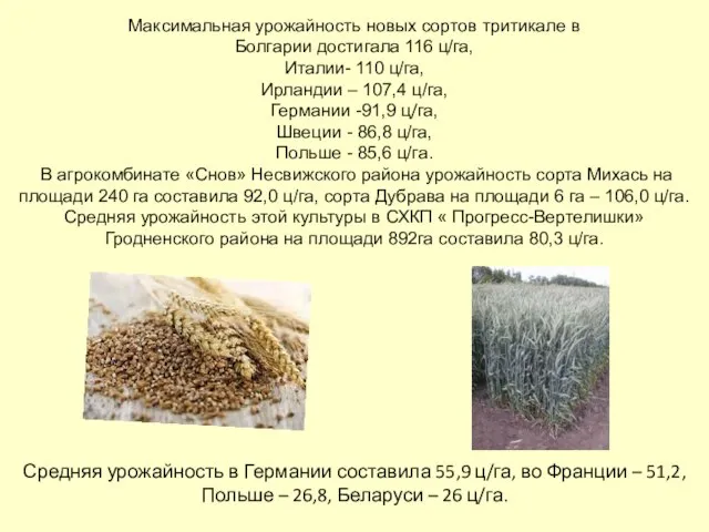 Максимальная урожайность новых сортов тритикале в Болгарии достигала 116 ц/га, Италии-