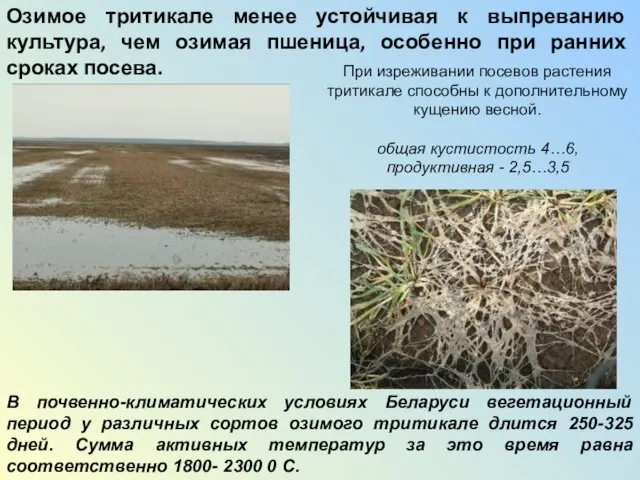 Озимое тритикале менее устойчивая к выпреванию культура, чем озимая пшеница, особенно