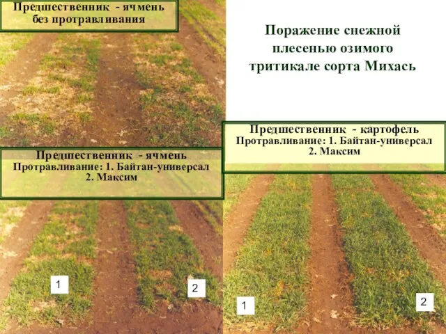 Поражение снежной плесенью озимого тритикале сорта Михась Предшественник - ячмень без