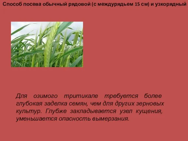 Способ посева обычный рядовой (с междурядьем 15 см) и узкорядный Для