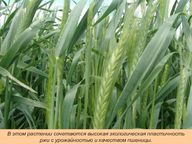В этом растении сочетаются высокая экологическая пластичность ржи с урожайностью и качеством пшеницы.