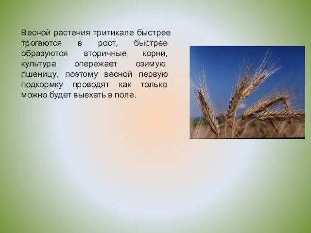 Весной растения тритикале быстрее трогаются в рост, быстрее образуются вторичные корни,