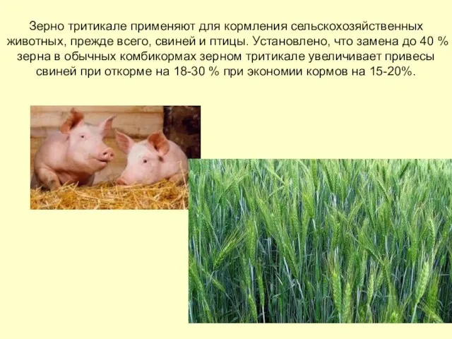 Зерно тритикале применяют для кормления сельскохозяйственных животных, прежде всего, свиней и
