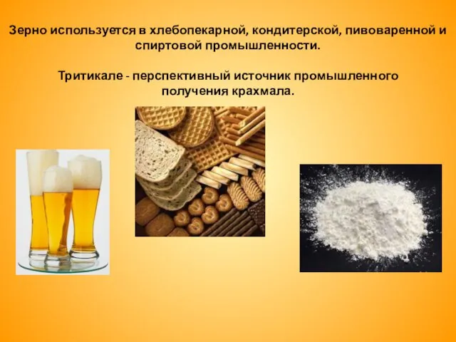 Зерно используется в хлебопекарной, кондитерской, пивоваренной и спиртовой промышленности. Тритикале - перспективный источник промышленного получения крахмала.