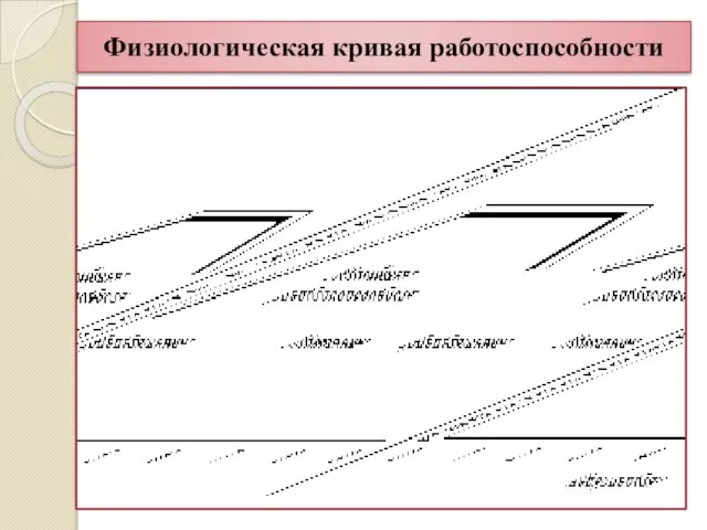 Физиологическая кривая работоспособности