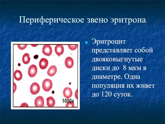 Периферическое звено эритрона Эритроцит представляет собой двояковыгнутые диски до 8 мкм