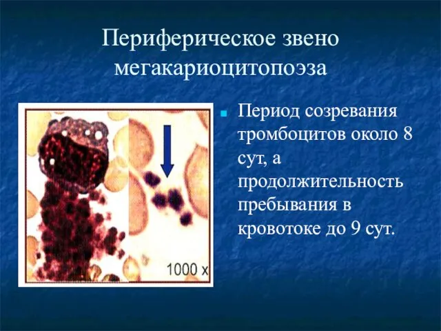 Периферическое звено мегакариоцитопоэза Период созревания тромбоцитов около 8 сут, а продолжительность