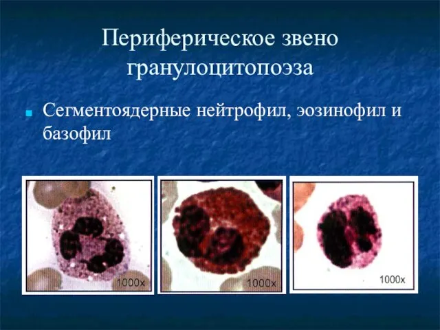 Периферическое звено гранулоцитопоэза Сегментоядерные нейтрофил, эозинофил и базофил