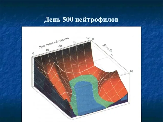 День 500 нейтрофилов