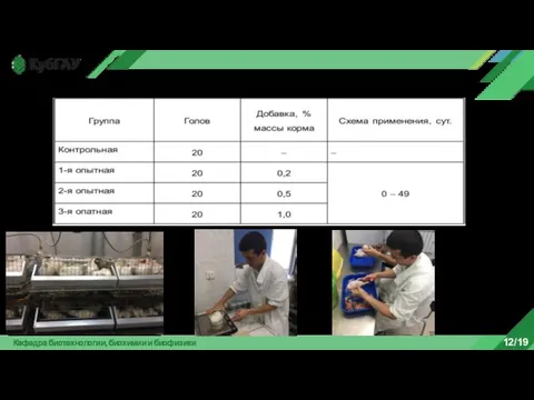 Кафедра биотехнологии, биохимии и биофизики 12/19 Схема экспериментов на перепелах