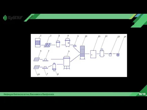 Кафедра биотехнологии, биохимии и биофизики 16/19 Схема технологической линии производства ферментной