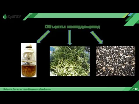 Кафедра биотехнологии, биохимии и биофизики 7/19 Trichoderma Виноградные гребни Лузга подсолнечника Объекты исследования