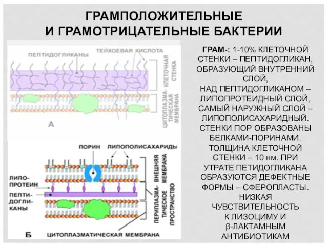 ГРАМПОЛОЖИТЕЛЬНЫЕ И ГРАМОТРИЦАТЕЛЬНЫЕ БАКТЕРИИ ГРАМ-: 1-10% КЛЕТОЧНОЙ СТЕНКИ – ПЕПТИДОГЛИКАН, ОБРАЗУЮЩИЙ