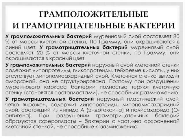 ГРАМПОЛОЖИТЕЛЬНЫЕ И ГРАМОТРИЦАТЕЛЬНЫЕ БАКТЕРИИ У грамположительных бактерий муреиновый слой составляет 80