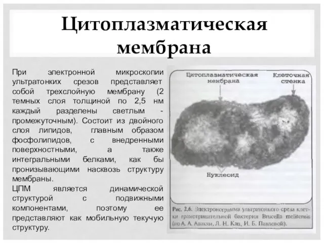 Цитоплазматическая мембрана При электронной микроскопии ультратонких срезов представляет собой трехслойную мембрану