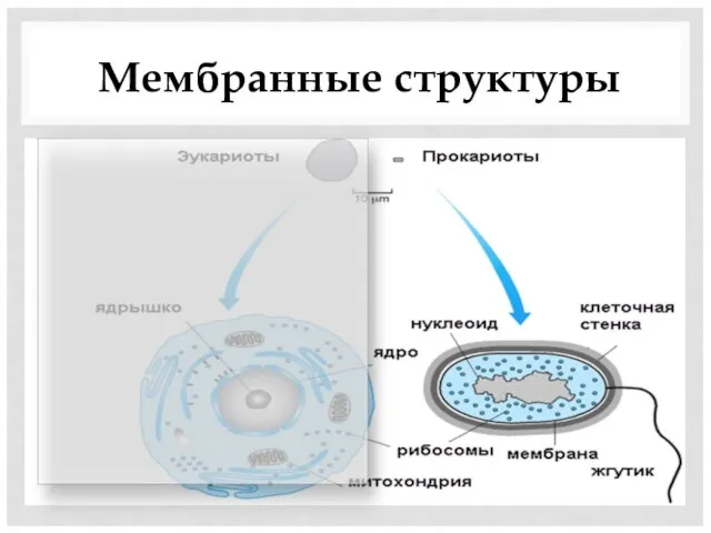 Мембранные структуры