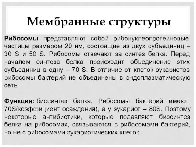 Мембранные структуры Рибосомы представляют собой рибонуклеопротеиновые частицы размером 20 нм, состоящие