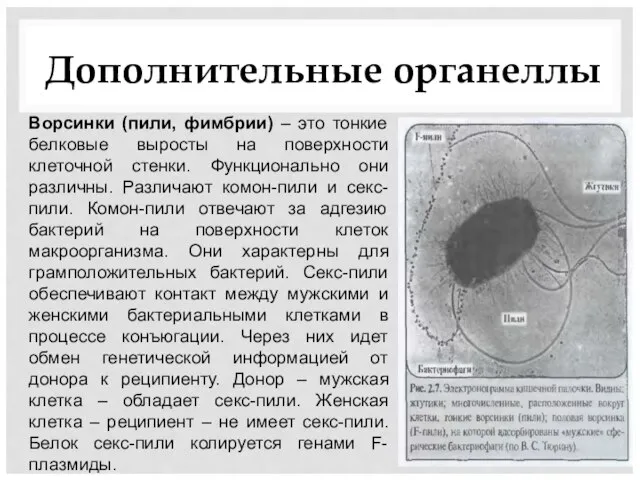 Дополнительные органеллы Ворсинки (пили, фимбрии) – это тонкие белковые выросты на