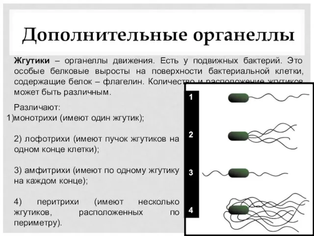 Дополнительные органеллы Жгутики – органеллы движения. Есть у подвижных бактерий. Это