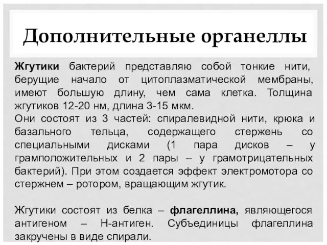 Дополнительные органеллы Жгутики бактерий представляю собой тонкие нити, берущие начало от