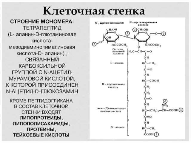 Клеточная стенка СТРОЕНИЕ МОНОМЕРА: ТЕТРАПЕПТИД (L- аланин-D-глютаминовая кислота- мезодиаминопимелиновая кислота-D- аланин)