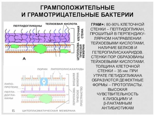 ГРАМПОЛОЖИТЕЛЬНЫЕ И ГРАМОТРИЦАТЕЛЬНЫЕ БАКТЕРИИ ГРАМ+: 80-90% КЛЕТОЧНОЙ СТЕНКИ – ПЕПТИДОГЛИКАН, ПРОШИТЫЙ