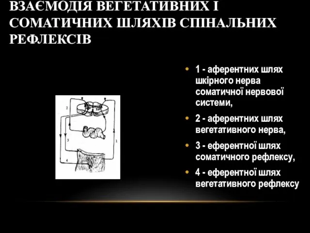 ВЗАЄМОДІЯ ВЕГЕТАТИВНИХ І СОМАТИЧНИХ ШЛЯХІВ СПІНАЛЬНИХ РЕФЛЕКСІВ 1 - аферентних шлях