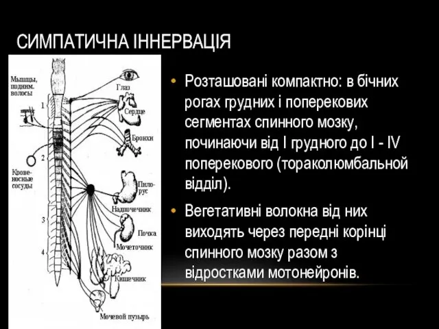 СИМПАТИЧНА ІННЕРВАЦІЯ Розташовані компактно: в бічних рогах грудних і поперекових сегментах