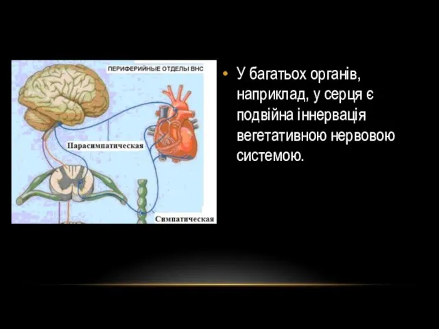 У багатьох органів, наприклад, у серця є подвійна іннервація вегетативною нервовою системою.