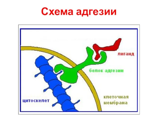 Схема адгезии