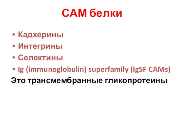 САМ белки Кадхерины Интегрины Селектины Ig (immunoglobulin) superfamily (IgSF CAMs) Это трансмембранные гликопротеины