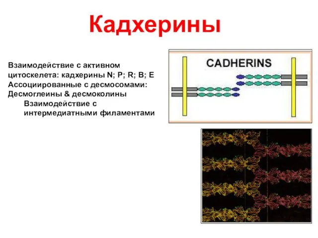 Кадхерины Взаимодействие с активном цитоскелета: кадхерины N; P; R; B; E
