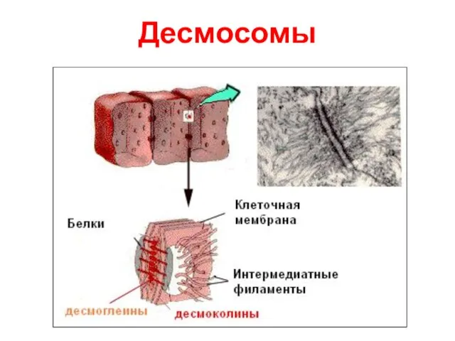 Десмосомы