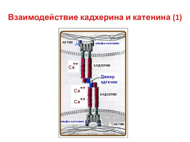 Взаимодействие кадхерина и катенина (1)