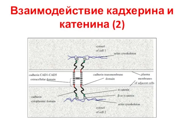 Взаимодействие кадхерина и катенина (2)