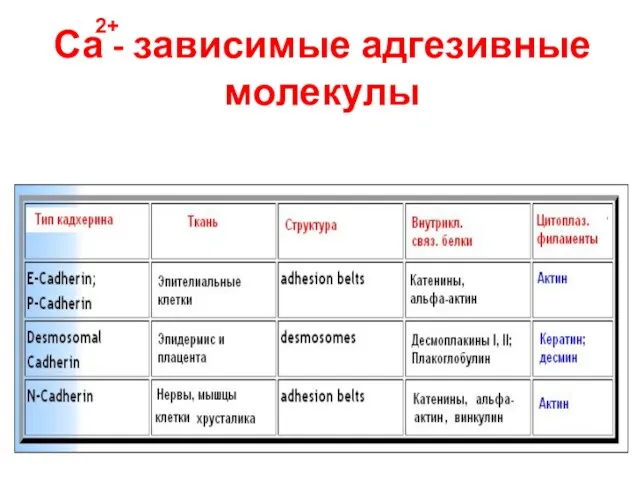 Са - зависимые адгезивные молекулы 2+