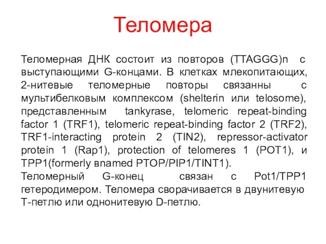 Теломера Теломерная ДНК состоит из повторов (TTAGGG)n с выступающими G-концами. В