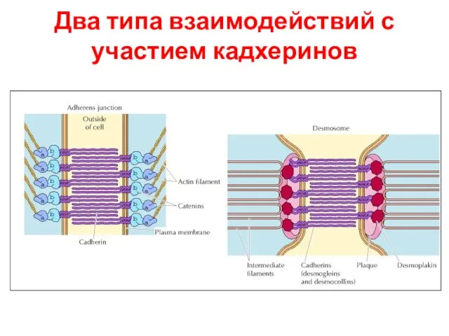 Два типа взаимодействий с участием кадхеринов